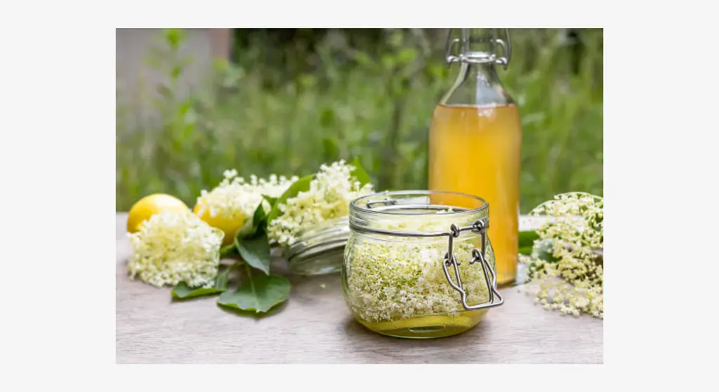 Kako narediti domači sirup iz bezga – dišeč recept z demerara sladkorjem